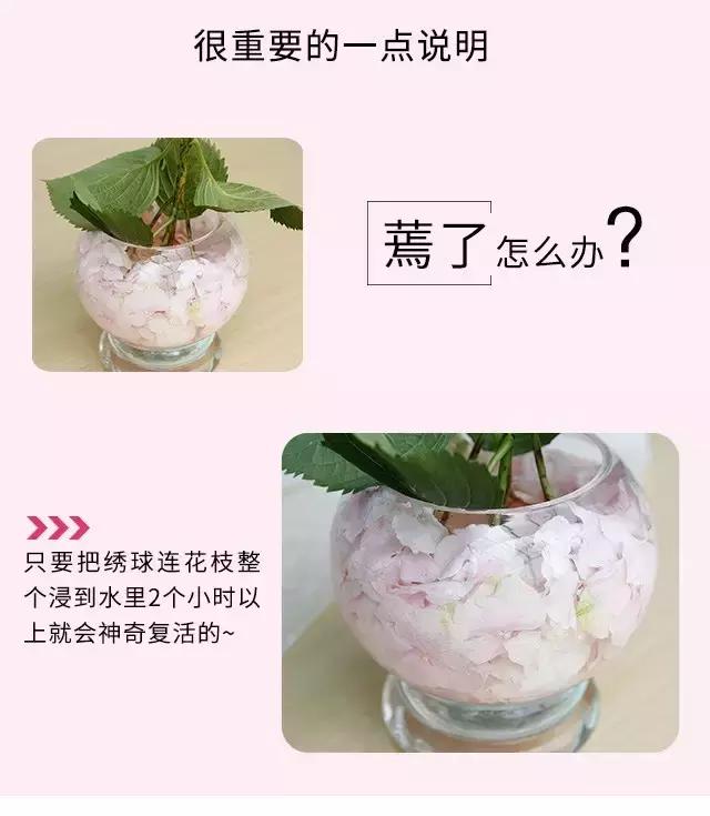 常见鲜花养护大全（一）/