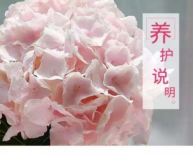 常见鲜花养护大全（一）/