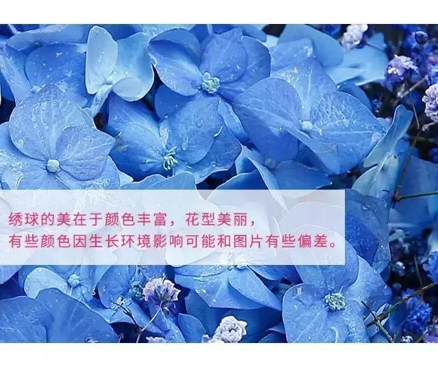 常见鲜花养护大全（一）/