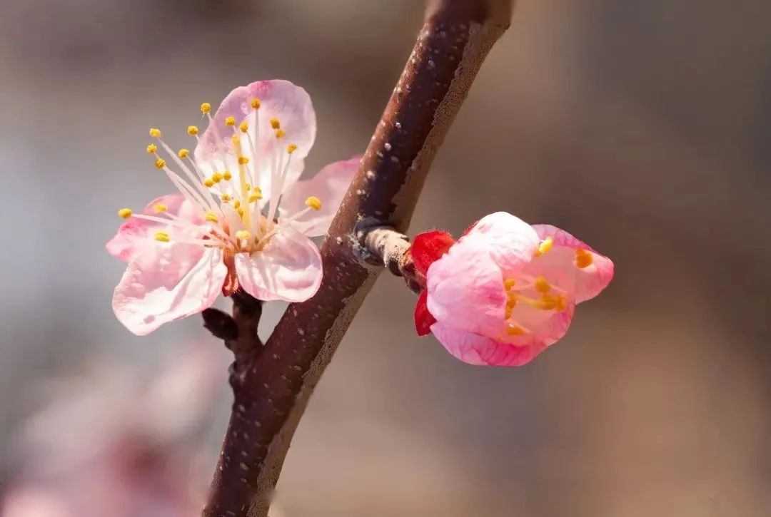 花语故事会_花语故事_花语故事大全/