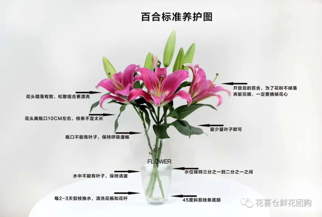 鲜花养护方法_鲜花养护_绣球鲜花养护/