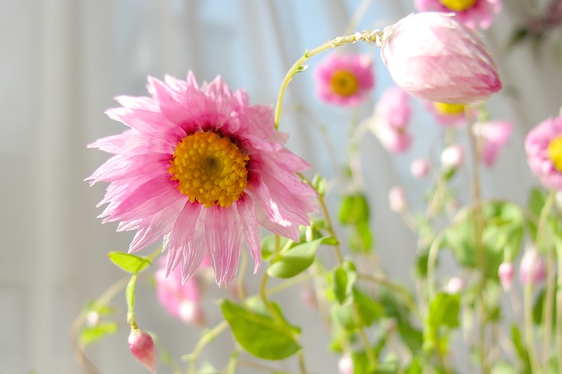 鲜花养护_绣球鲜花养护_鲜花养护保鲜法/