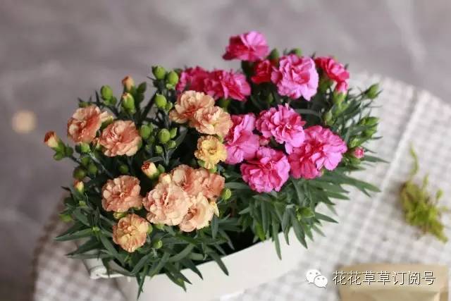 鲜花养护小知识_鲜花养护_鲜花养护步骤示意图/