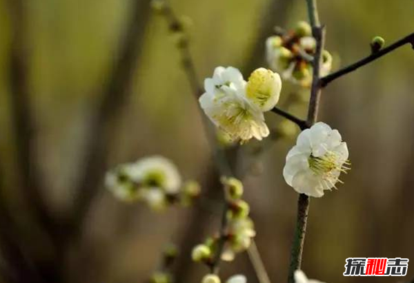 传说中的花有哪些?盘点上古八大奇花(附图片)/