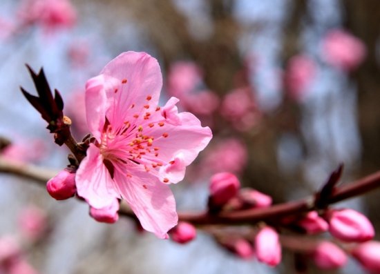 桃花/