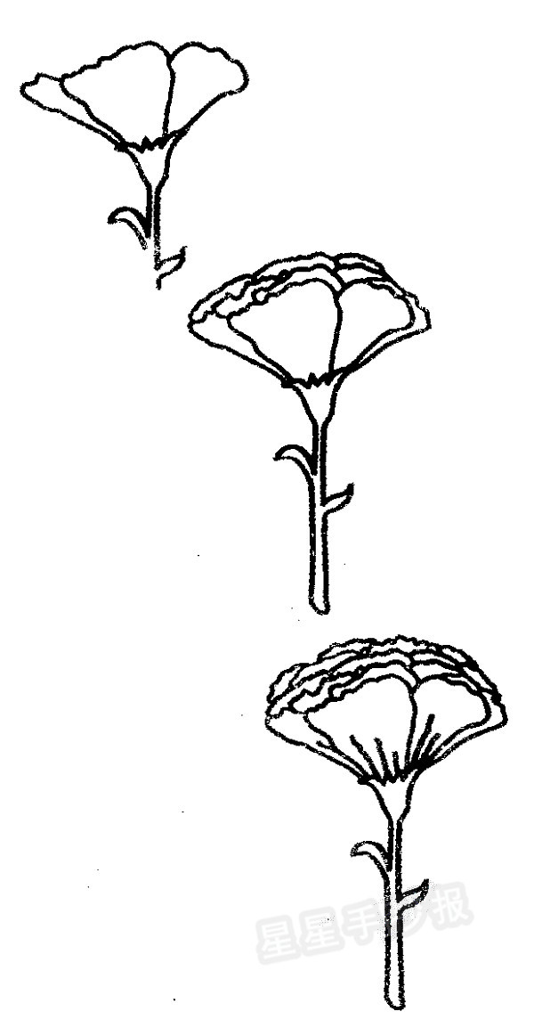 康乃馨怎么画_康乃馨画画教程_康乃馨画法/