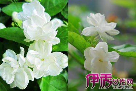 桔梗花的花语故事_花语故事_花语故事大全/