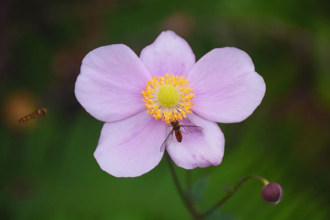 花语故事书_花语故事_花语故事大全/