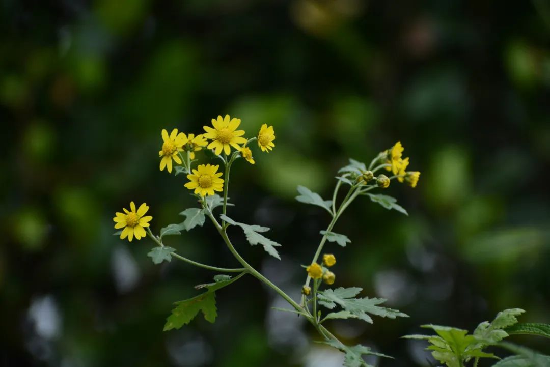 花语故事_花语故事书_花语故事大全/