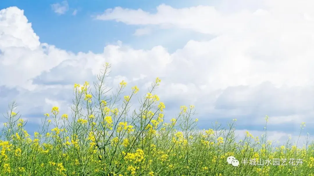 鲜花养护_鲜花养护步骤示意图_玫瑰鲜花养护/