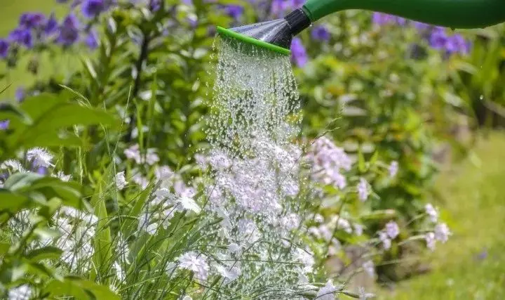 玫瑰鲜花养护_鲜花养护_鲜花养护步骤示意图/