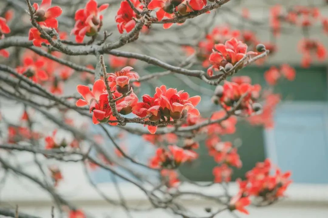 花语故事_花语故事会_花语故事大全/