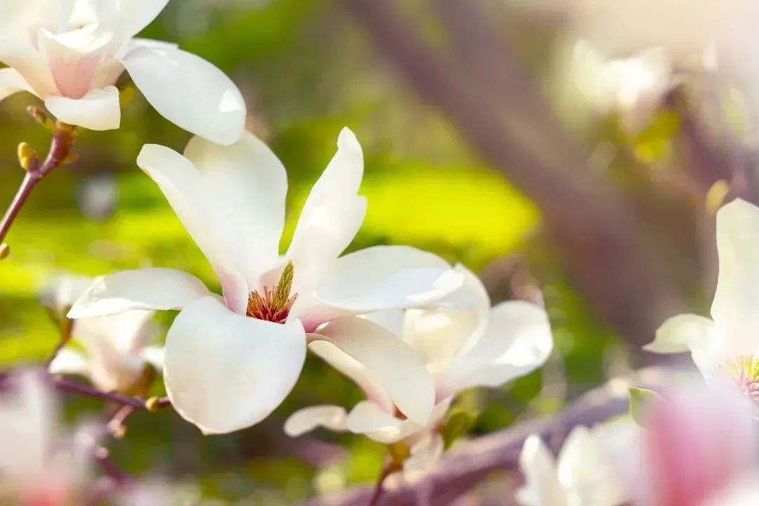 花语故事会_花语故事大全_花语故事/