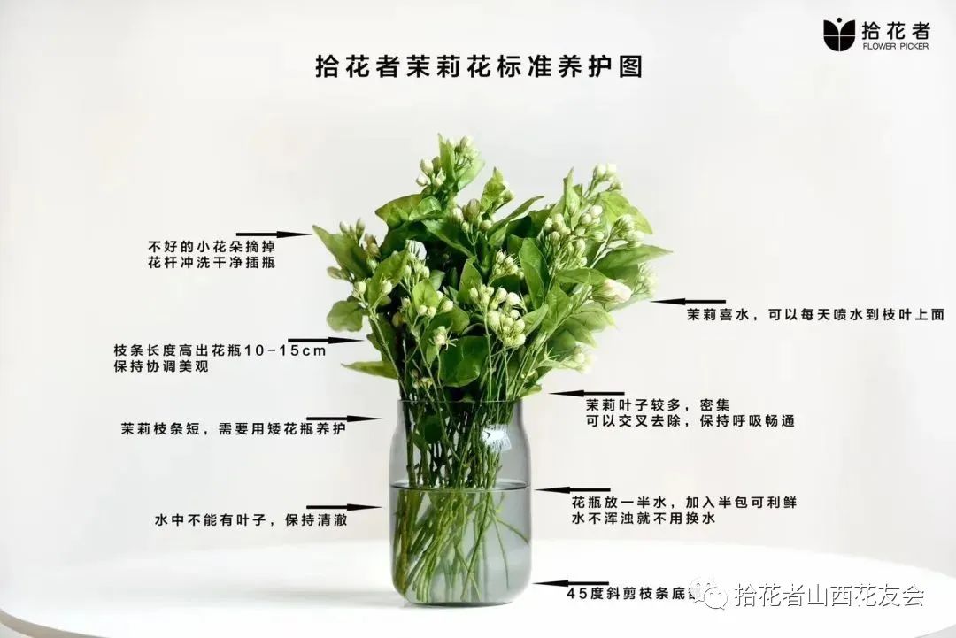 鲜花养护_玫瑰鲜花养护_鲜花养护方法/