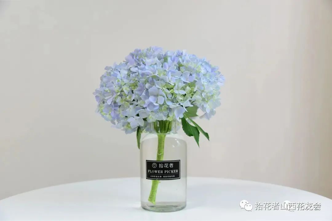 鲜花养护_鲜花养护保鲜法_鲜花养护方法/