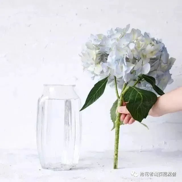 鲜花养护_鲜花养护保鲜法_鲜花养护方法/