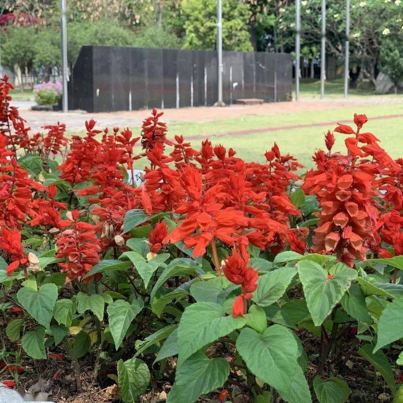 花语故事大全_花语故事会_花语故事/