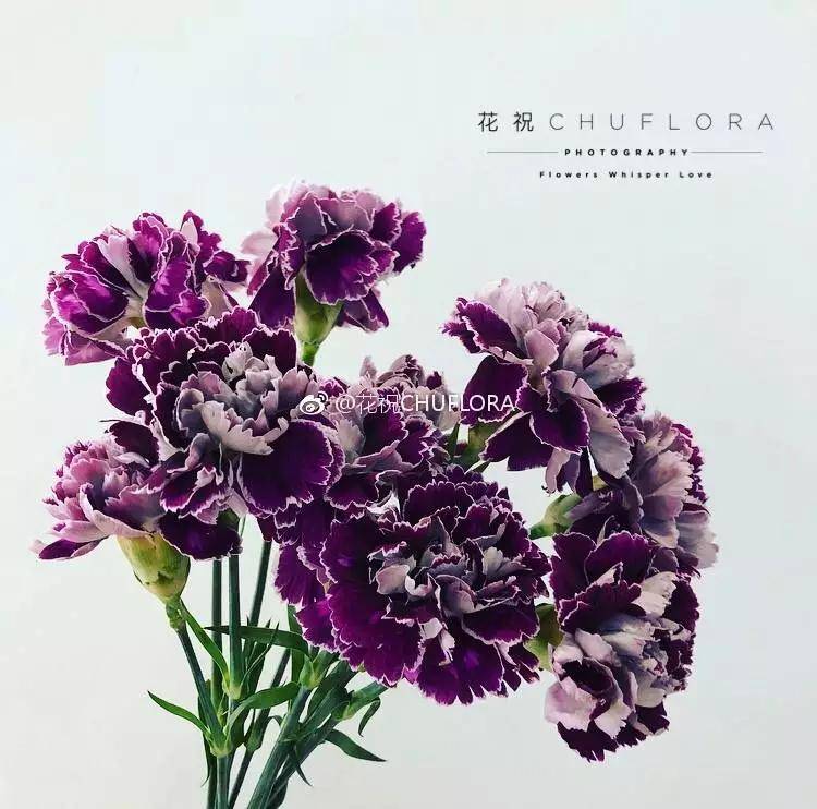 鲜花养护小知识_剑兰花鲜花养护_鲜花养护/