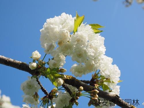 鲜花养护小知识_鲜花养护方法_鲜花养护/