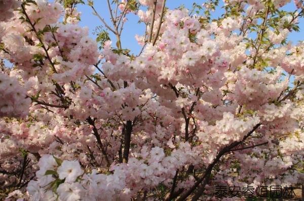 鲜花养护_鲜花养护小知识_鲜花养护方法/