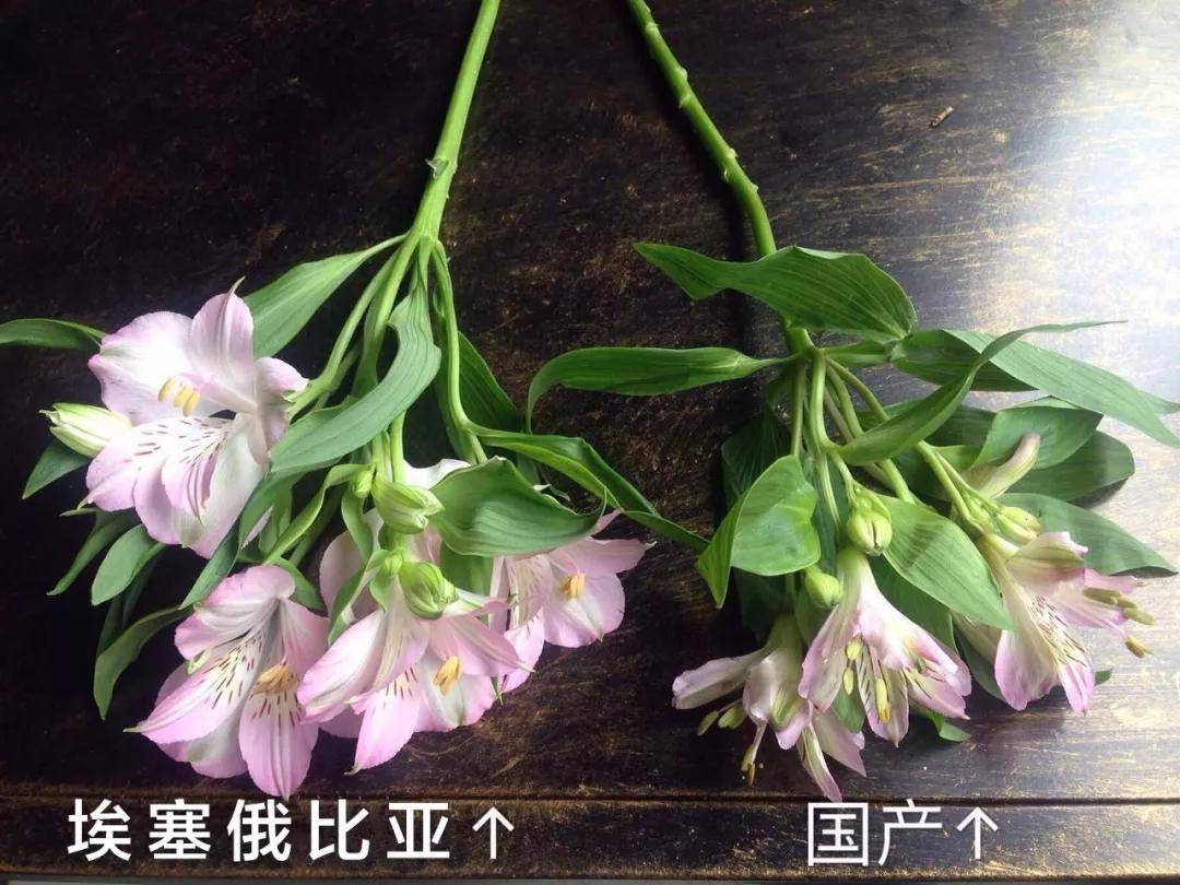 鲜花养护_剑兰花鲜花养护_鲜花养护小知识/