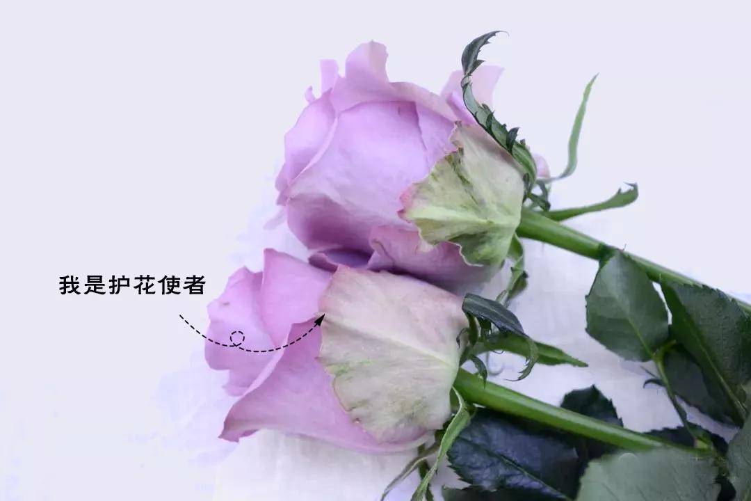 剑兰花鲜花养护_鲜花养护_鲜花养护小知识/