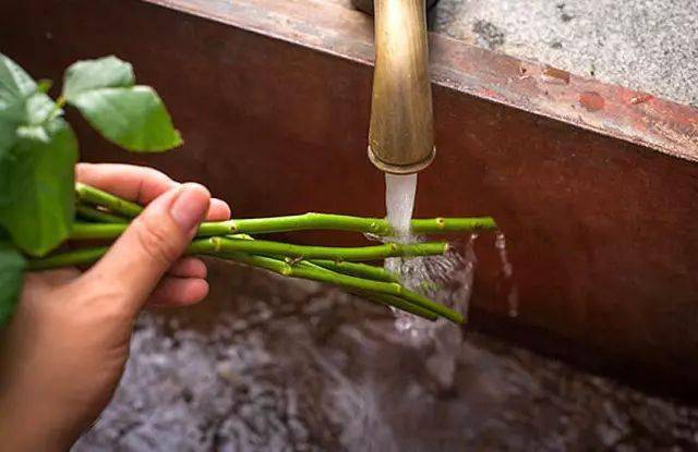 鲜花养护保鲜法_鲜花养护小知识_鲜花养护/