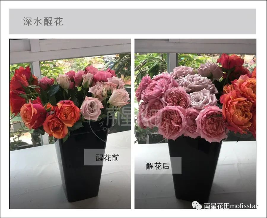 鲜花养护_鲜花养护步骤示意图_鲜花养护保鲜法/