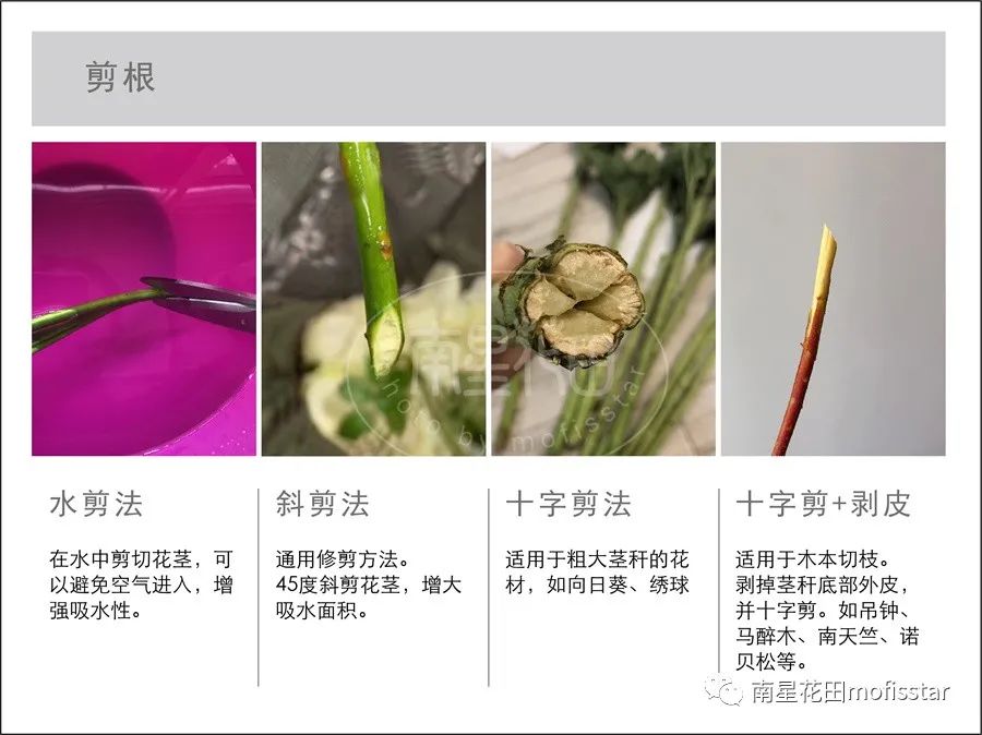 鲜花养护步骤示意图_鲜花养护保鲜法_鲜花养护/