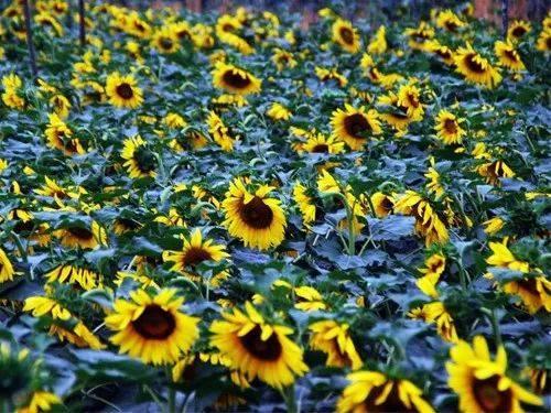 郁金香花语故事_花语故事英文缩写怎么写_花语故事/