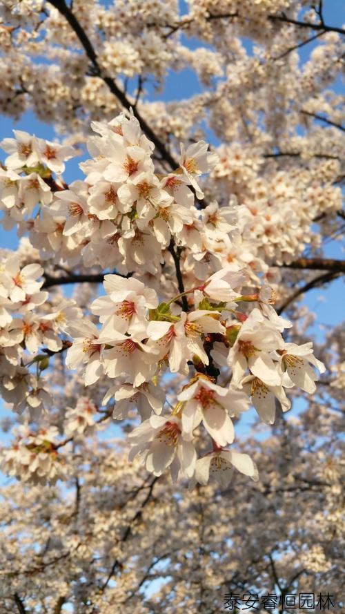 鲜花养护方法_鲜花养护小知识_鲜花养护/