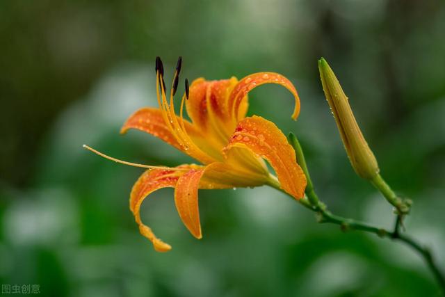 3.8送花主题怎样写_送花的主题_主题送花