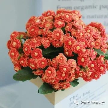 洋桔梗鲜花养护方法_带泥鲜花礼盒如何养护_鲜花养护/