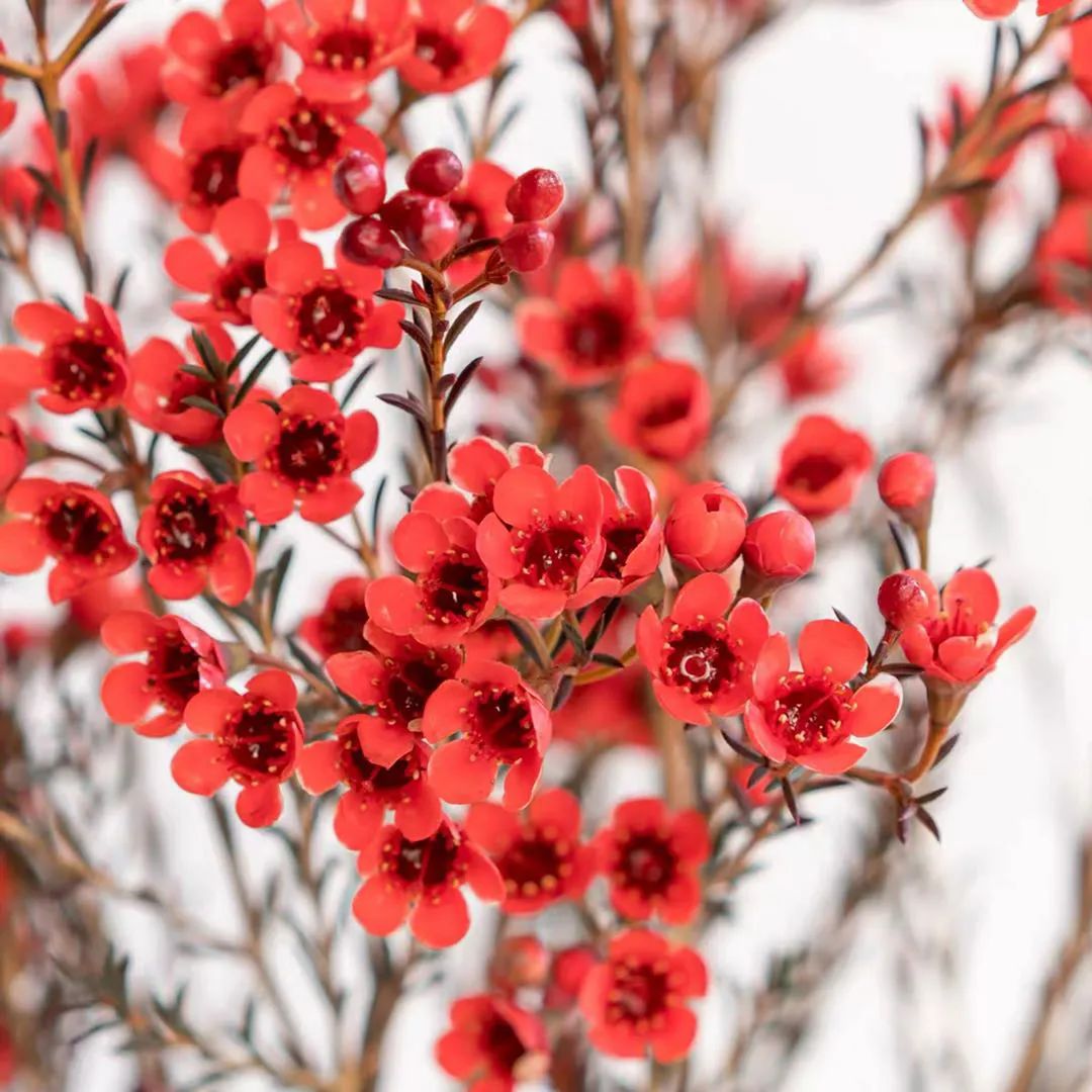 鲜花养护说明_鲜花养护_睡莲鲜花养护/