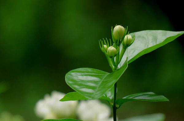 茉莉花的花语是什么？茉莉花的寓意和象征