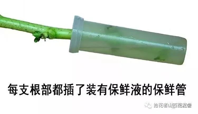 鲜花养护方法_鲜花养护保鲜法_鲜花养护/