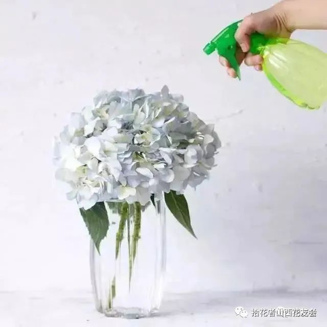 鲜花养护方法_鲜花养护保鲜法_鲜花养护/