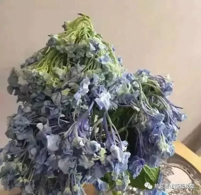 鲜花养护保鲜法_鲜花养护_鲜花养护方法/