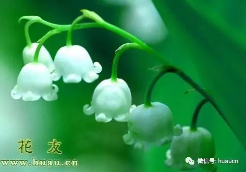 花语故事_花语故事大全_鼠尾草花语故事/