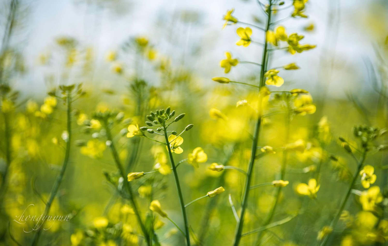 油菜花/