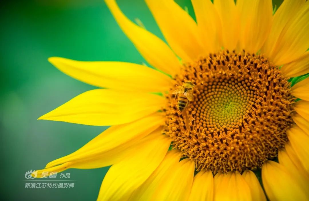 花语故事大全_花语故事_花语故事英文缩写怎么写/