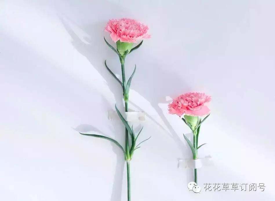 鲜花养护_鲜花养护步骤示意图_鲜花养护小知识/