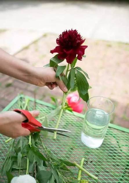 鲜花养护保鲜法_鲜花养护方法_鲜花养护