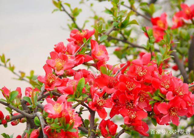 花语故事_花语故事大全_木槿花花语故事