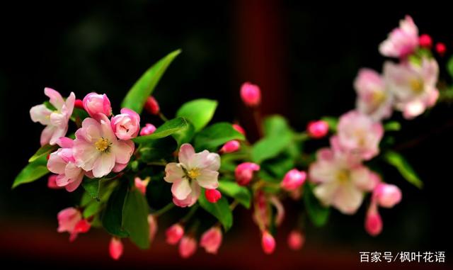 花语故事大全_花语故事_木槿花花语故事