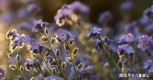 鲜花养护方法_鲜花养护_鲜花养护步骤示意图