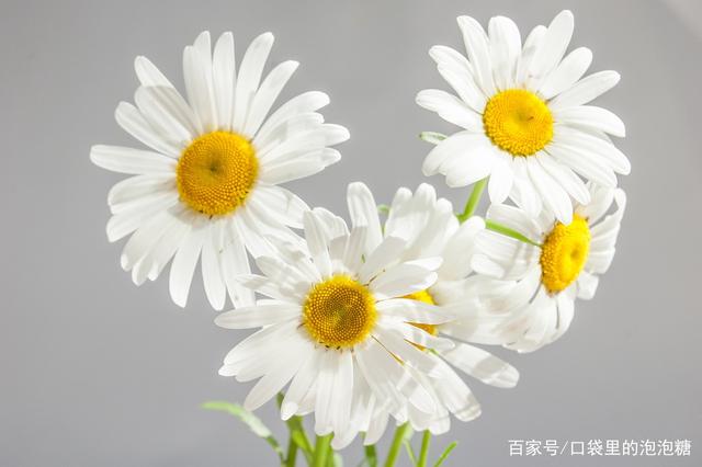 鲜花养护小知识_鲜花养护保鲜法_鲜花养护/