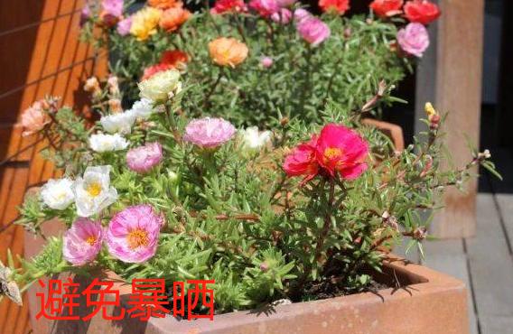 鲜花养护_鲜花养护保鲜法_鲜花养护方法