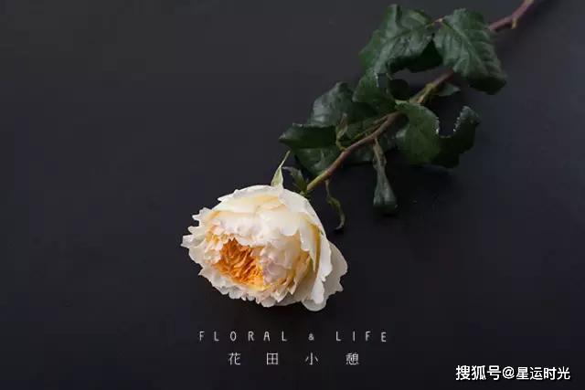 鲜花养护小知识_鲜花养护_鲜花养护保鲜法/