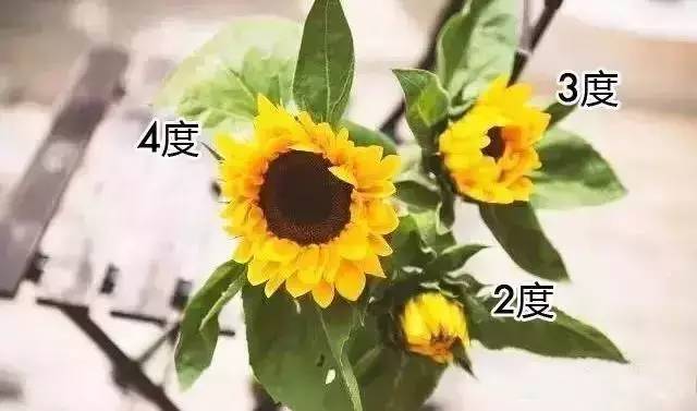 睡莲鲜花养护_带泥鲜花礼盒如何养护_鲜花养护